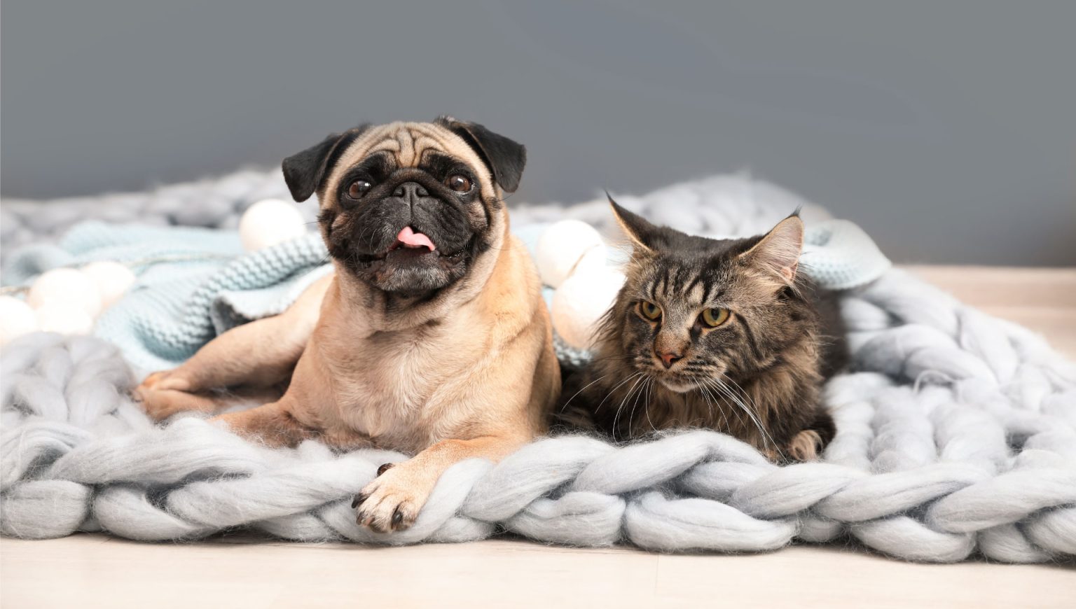 Overnight Boarding in Laramie, WY Elevation Dog Daycare and Pet Resort