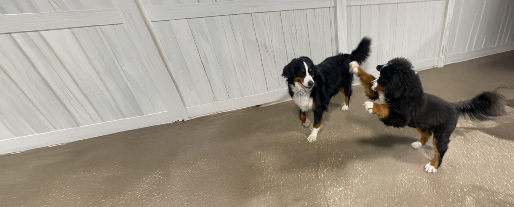 Elevation Pet Resort - Image 1