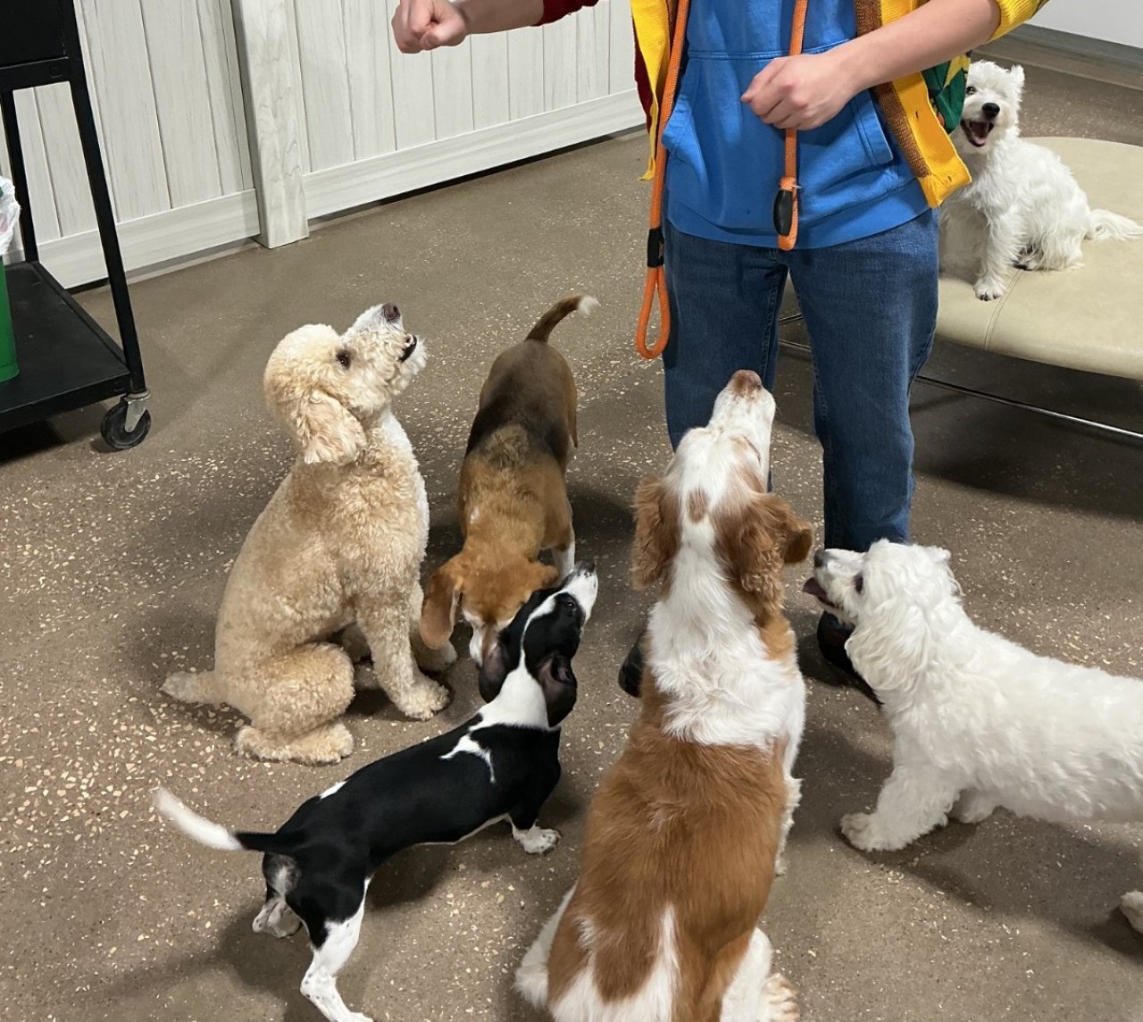 Puppy Socialization page 