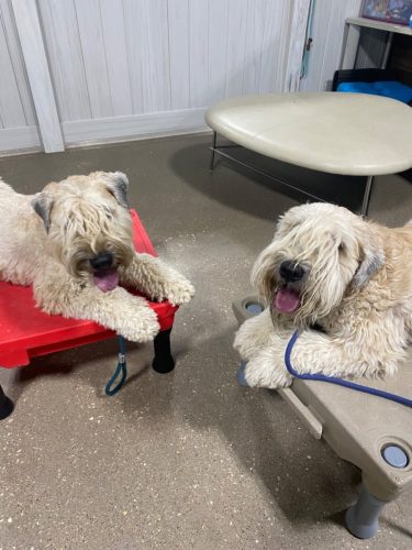 MulliganandMurphy (1)